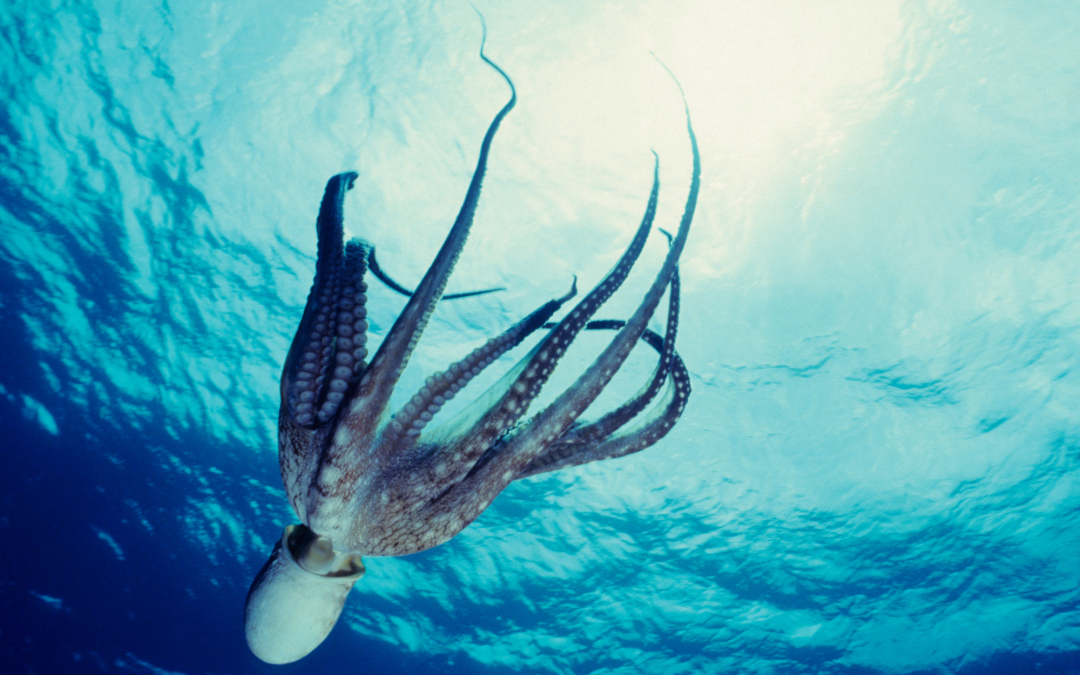 What can the octopus teach us about devolution?